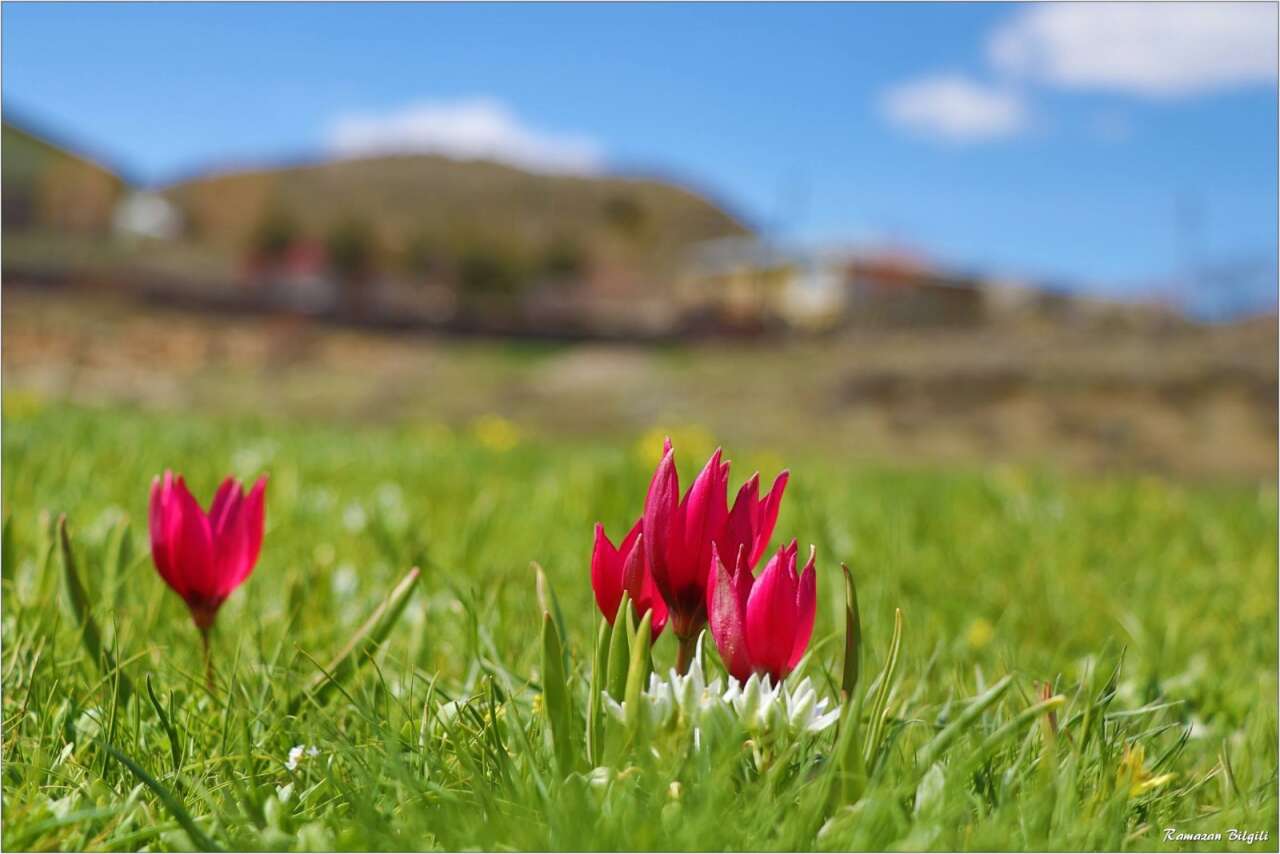 Konya’da doğa canlandı, kartpostallık bahar manzaraları çıktı 1